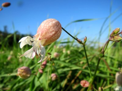 20130924Silene_vulgaris1