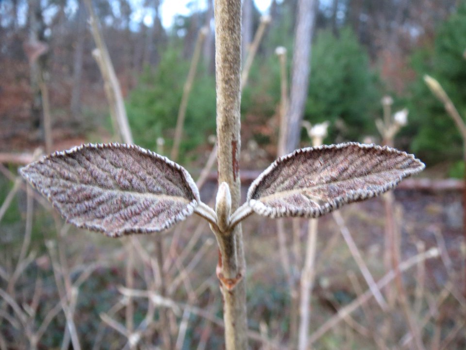 20131229Viburnum_lantana3