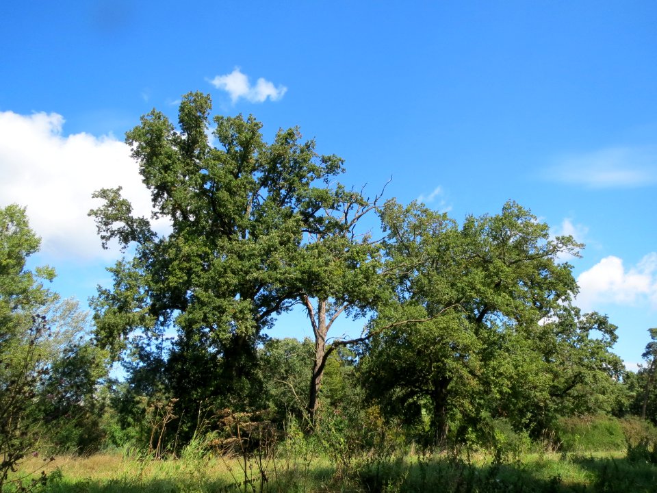 20130909Quercus_robur1