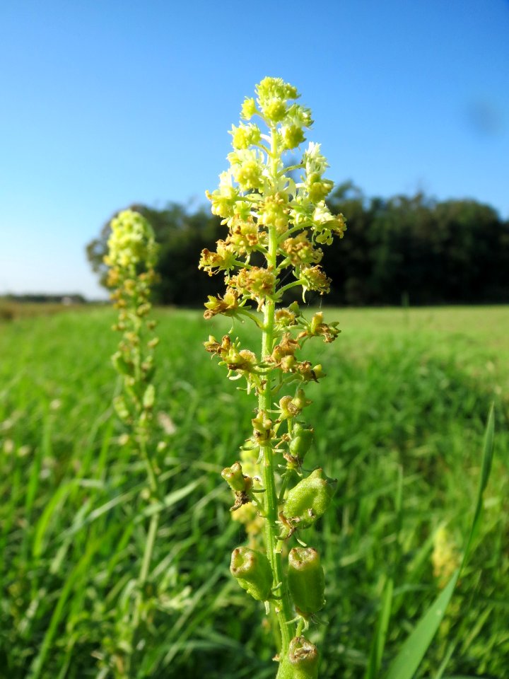 20130924Reseda_lutea