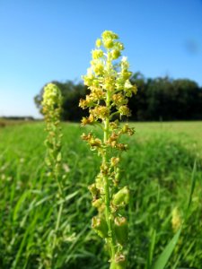 20130924Reseda_lutea