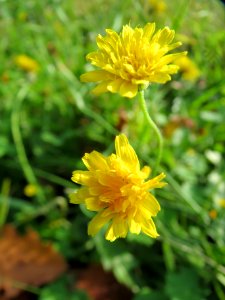 20131019Crepis_biennis1