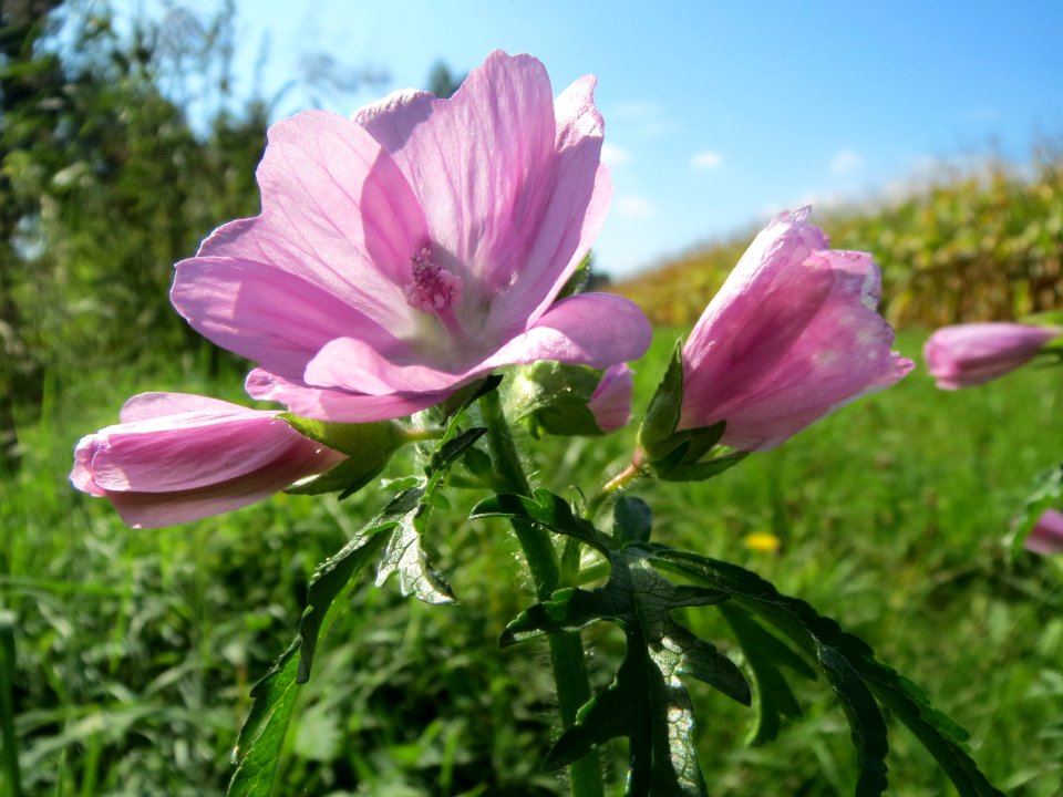 20130922Malva_moschata3