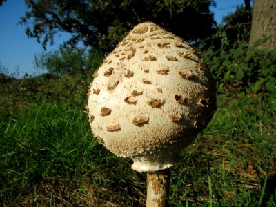 20130924Macrolepiota2