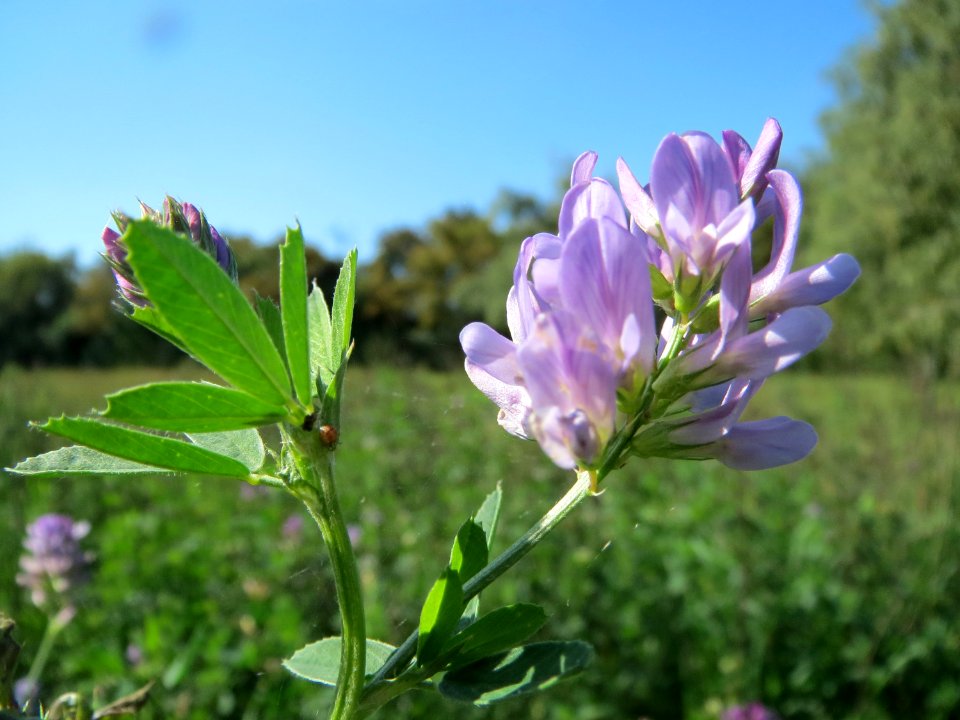 20130922Medicago_×_varia