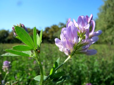 20130922Medicago_×_varia