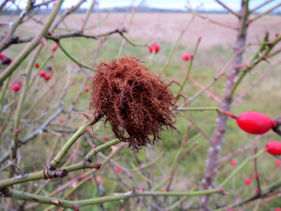20131207Rosengallwespe_Reilingen1