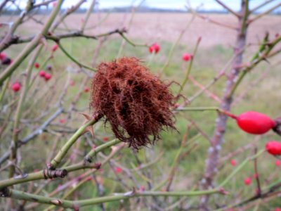 20131207Rosengallwespe_Reilingen1