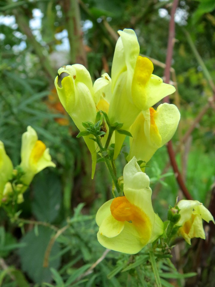 20130929Linaria_vulgaris