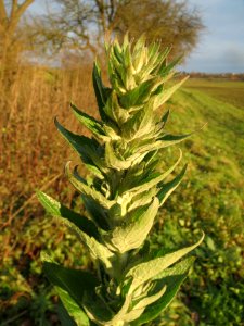 20131208Koenigskerze2