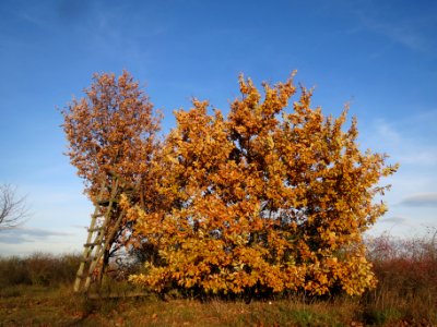 20131209Eiche_Reilingen1