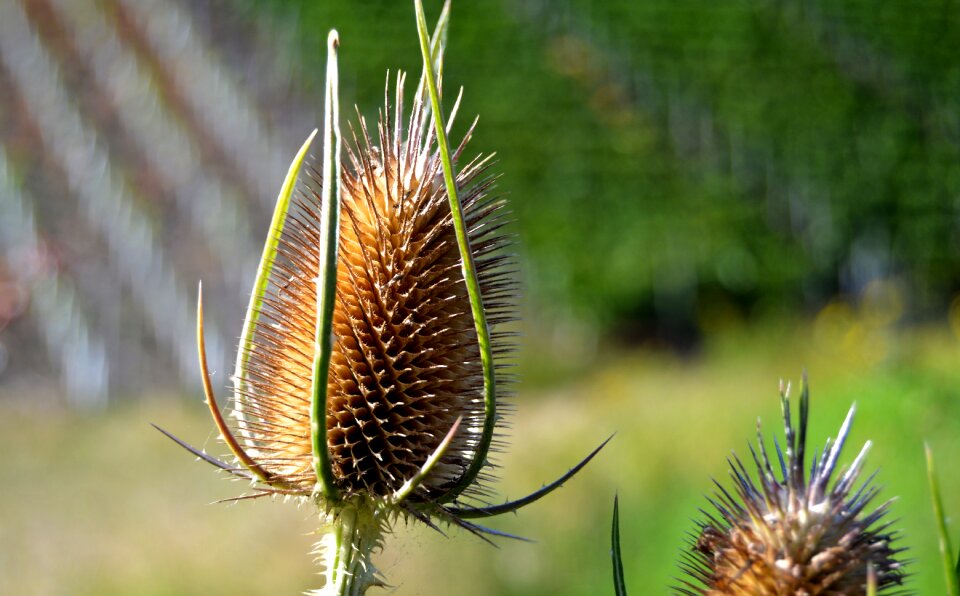 Wild thistle faded brown