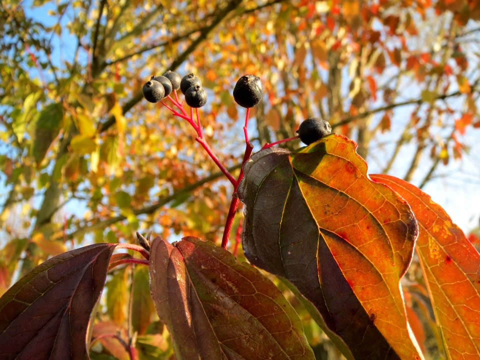 20131118Cornus_sanguinea1