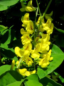 2014-04-16_Laburnum_×_watereri_1