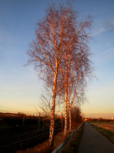 20131209Birke_Hockenheim1