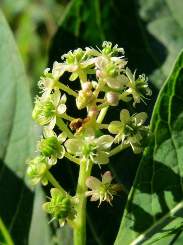 20130930Phytolacca_acinosa2