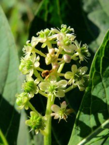 20130930Phytolacca_acinosa2