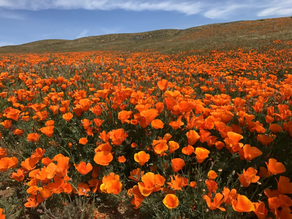 Bloom poppy brown field