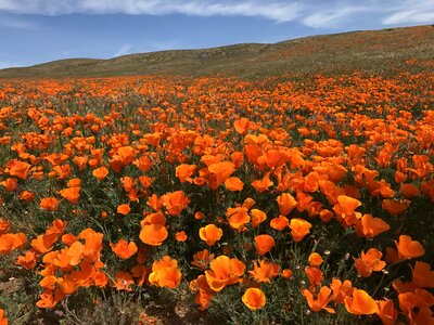 Bloom poppy brown field