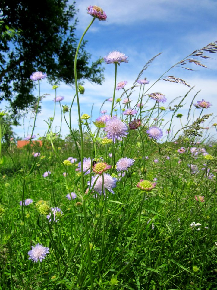 20130602Knautia_arvensis1