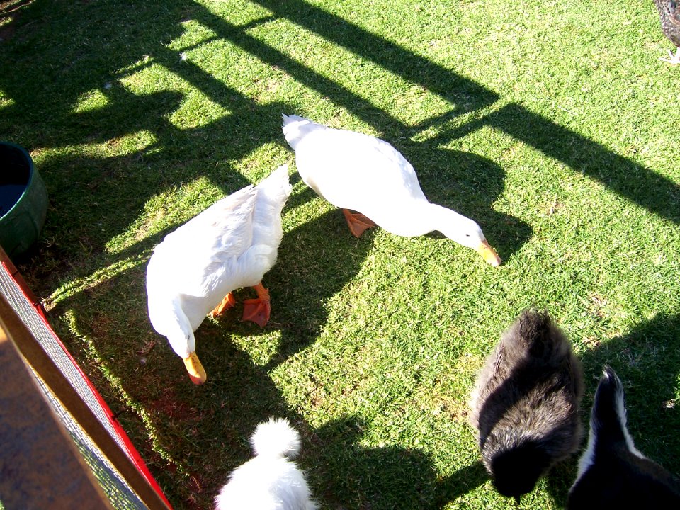 2014_Toodyay_Agricultural_Show_E37_(17)
