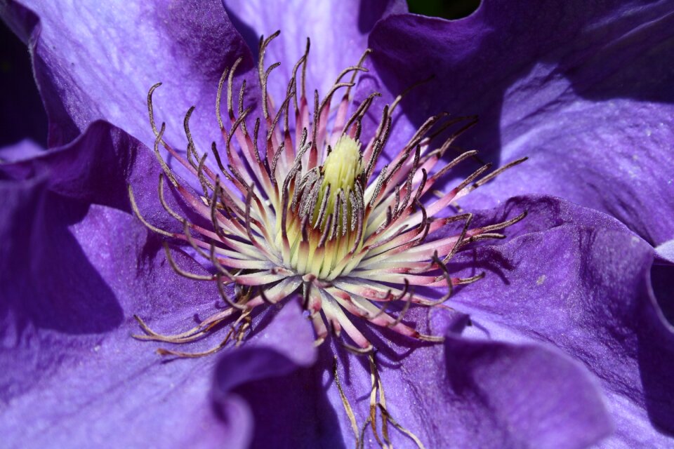 Bloom purple flower nature