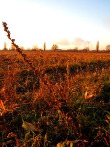 20131220Koenigskerze1