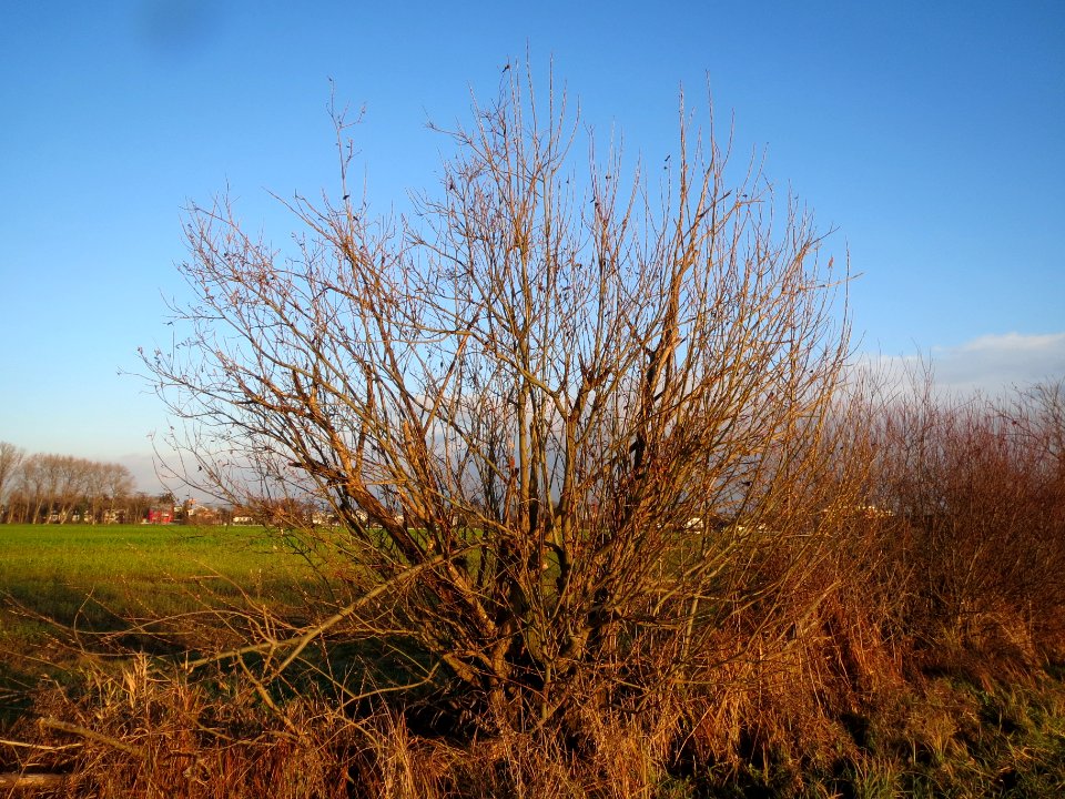 20131220Salweide2
