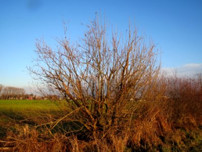 20131220Salweide2