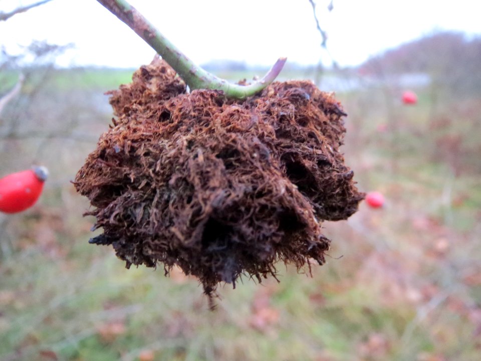 20131207Rosengallwespe_Reilingen3