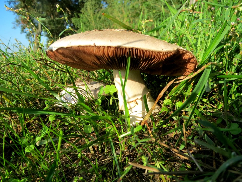 20130924Schwetzinger_Hardt6