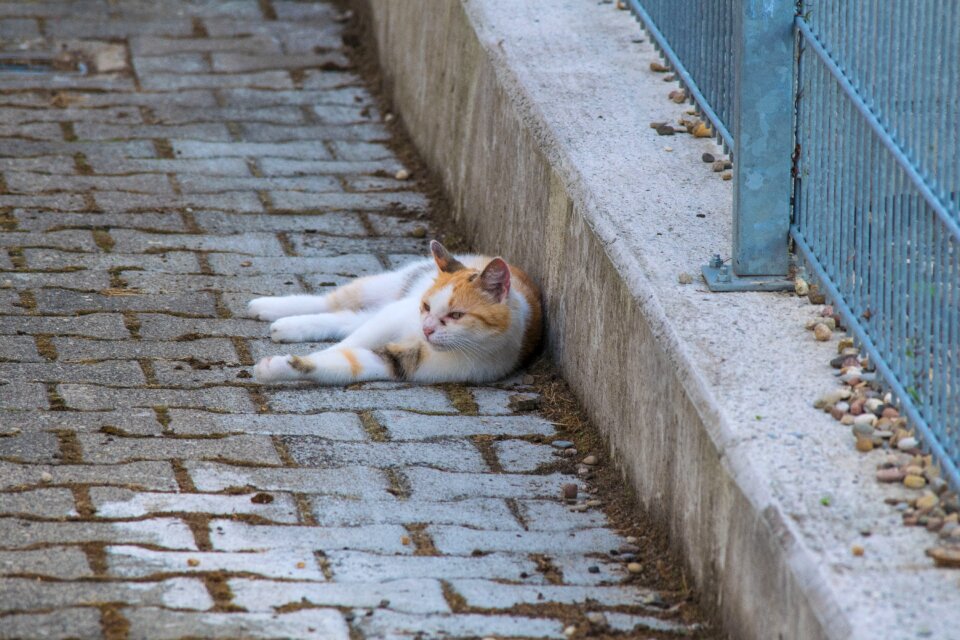 Pet animal domestic
