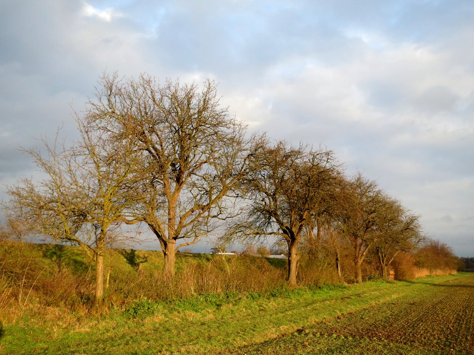 20131208Birne1