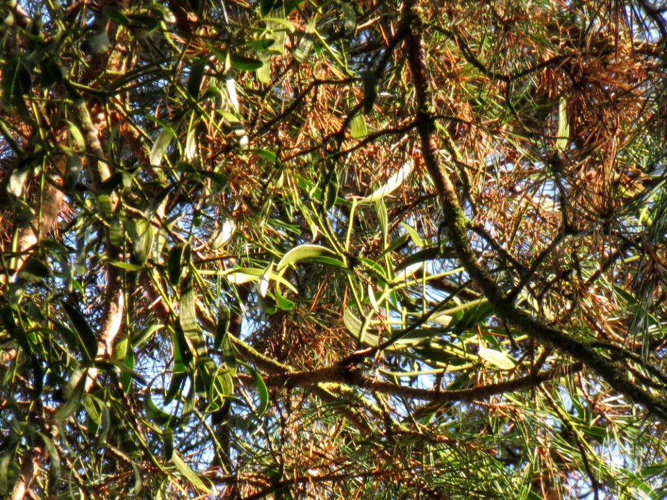 20130927Viscum_album2