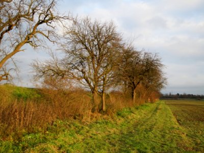 20131208Birne2