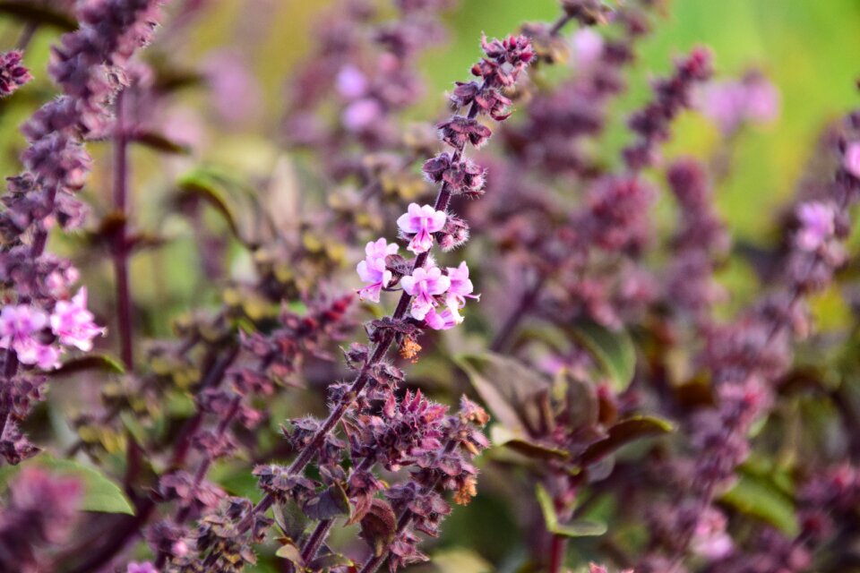 Flower close up purple
