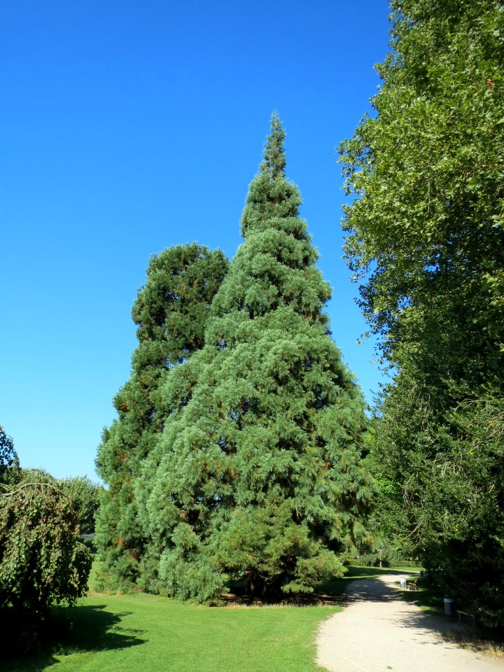 20139893Sequoiadendron_giganteum1
