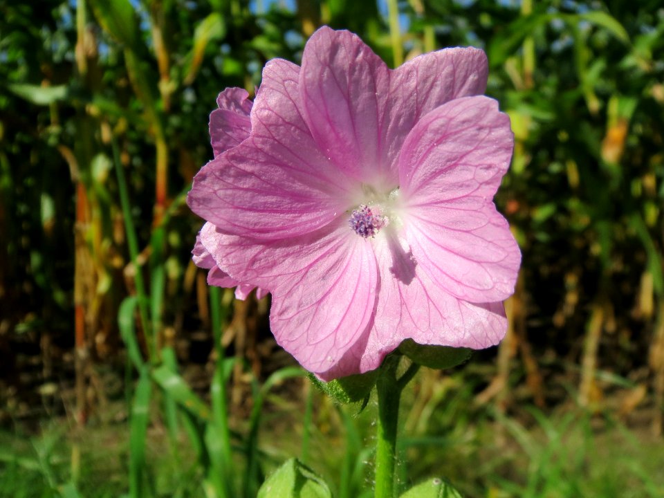 20130922Malva_moschata5