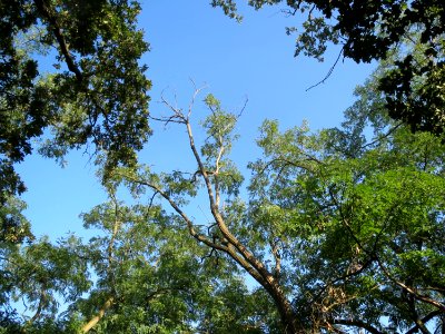 20130924Robinia_pseudoacacia