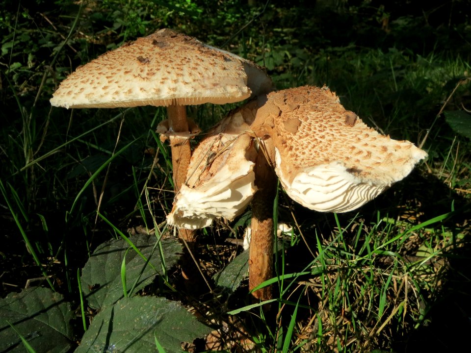 20130924Macrolepiota_procera5
