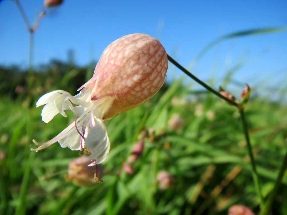 20130924Silene_vulgaris3