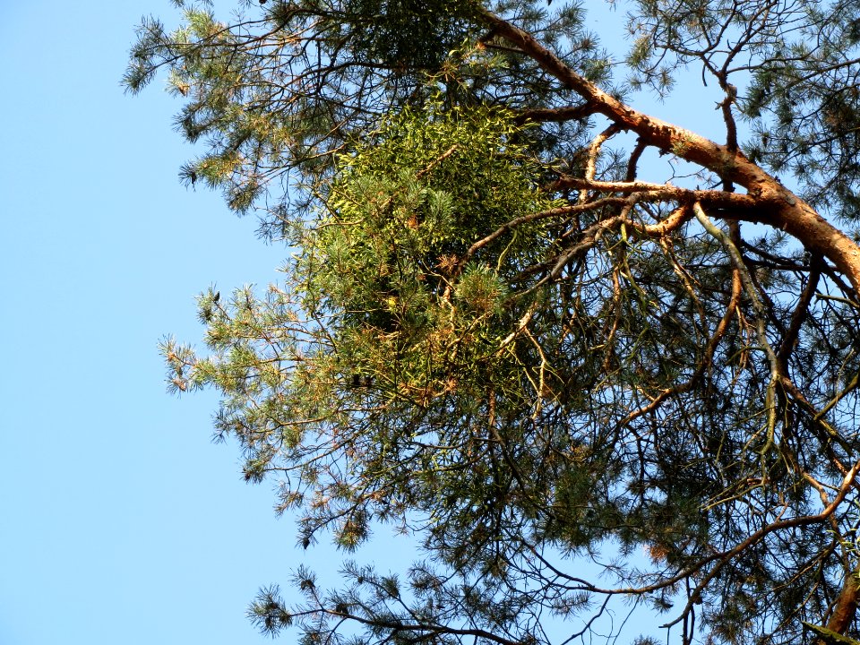 20130927Viscum_album1