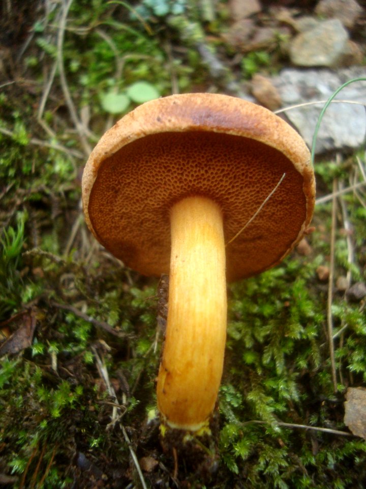 2014_srpen_PKL_houba_32