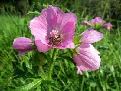 20130922Malva_moschata1