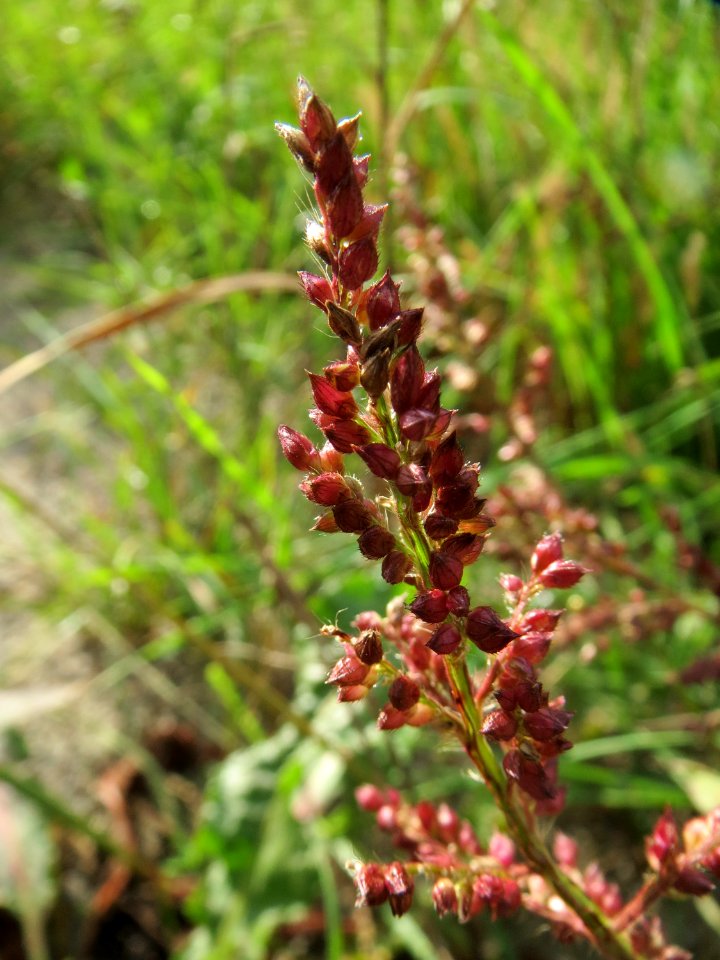 20131010Echinochloa_crus-galli2