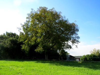 20130922Juglans_regia3