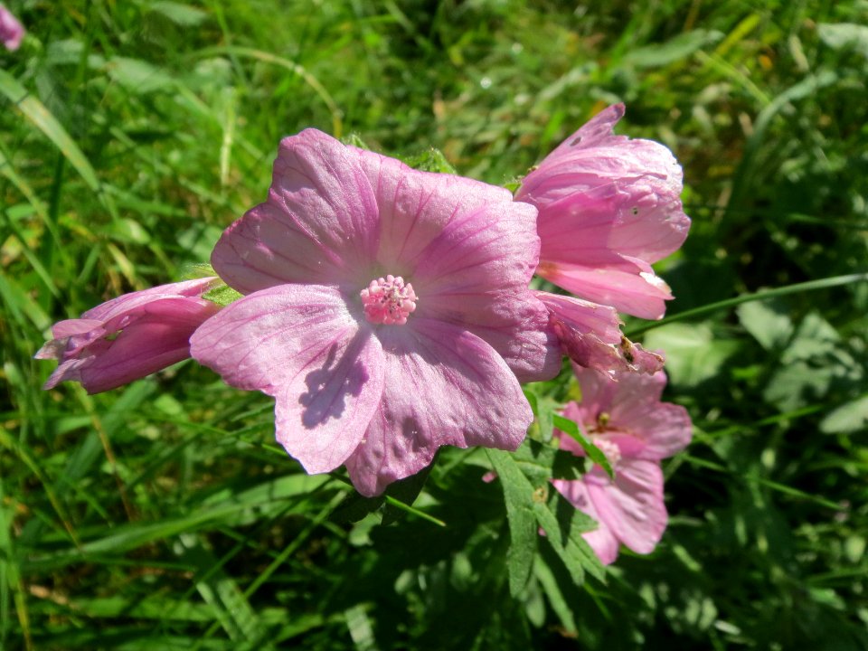 20130922Malva_moschata7