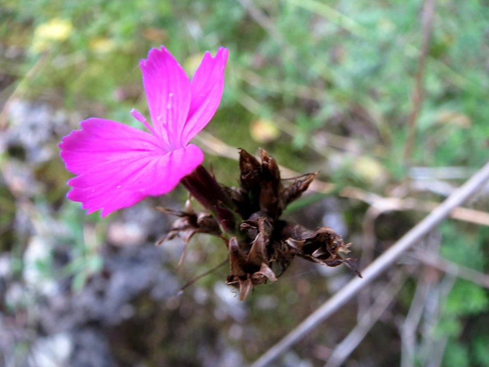 20130929Dianthus_carthusianorum2