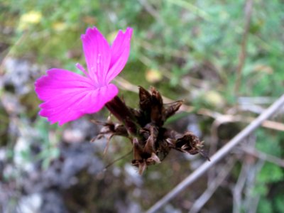 20130929Dianthus_carthusianorum2