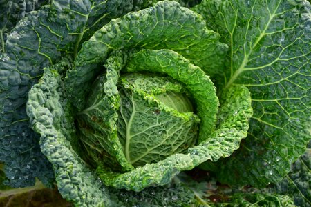 Vegetables kohl green